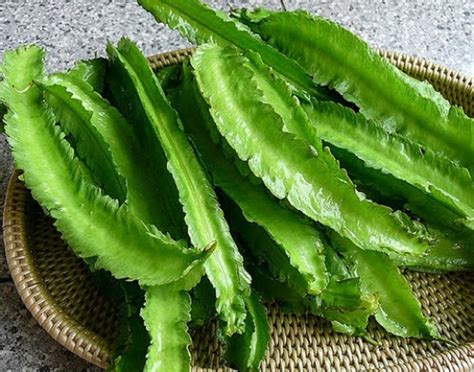 Sigarilyas: Vegetable in the Philippines!.